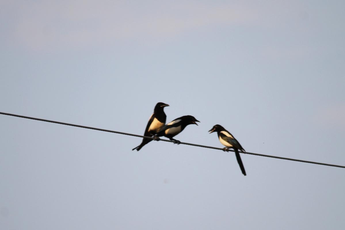 Eurasian Magpie (Pica pica)