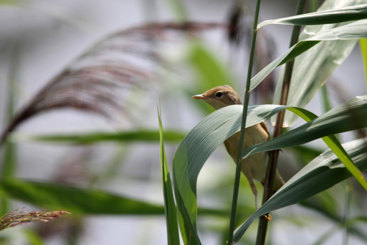 Eurasian Reed Warbler (Acrocephalus scirpaceus), Krokų Lankos gatvė, Minija, Klaipėda, Lithuania, 2013-07-27 Eurasian Reed Warbler (Acrocephalus scirpaceus)