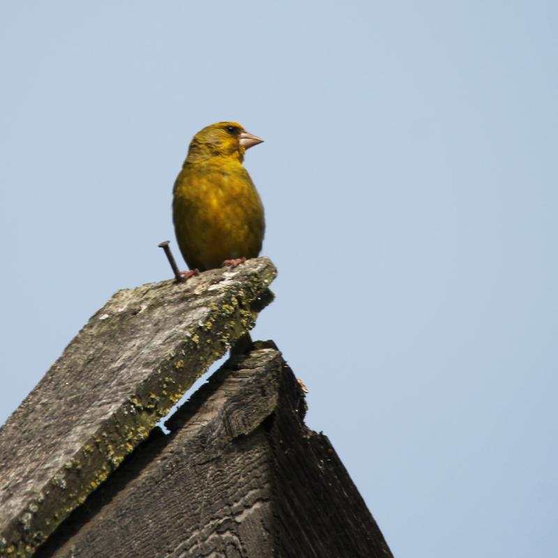 European Greenfinch (Carduelis chloris), Krokų Lankos gatvė, Minija, Klaipėda, Lithuania, 2013-07-27 European Greenfinch (Carduelis chloris)