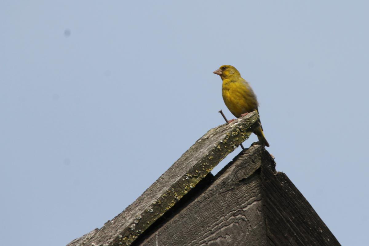 European Greenfinch (Carduelis chloris), Krokų Lankos gatvė, Minija, Klaipėda, Lithuania, 2013-07-27 European Greenfinch (Carduelis chloris)
