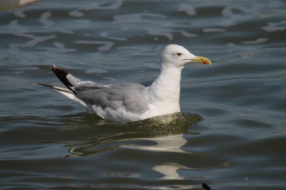 European Herring Gull (Larus argentatus), Taikos gatvė, Nida, Klaipėdos apskritis, Lithuania, 2013-08-17 European Herring Gull (Larus argentatus)