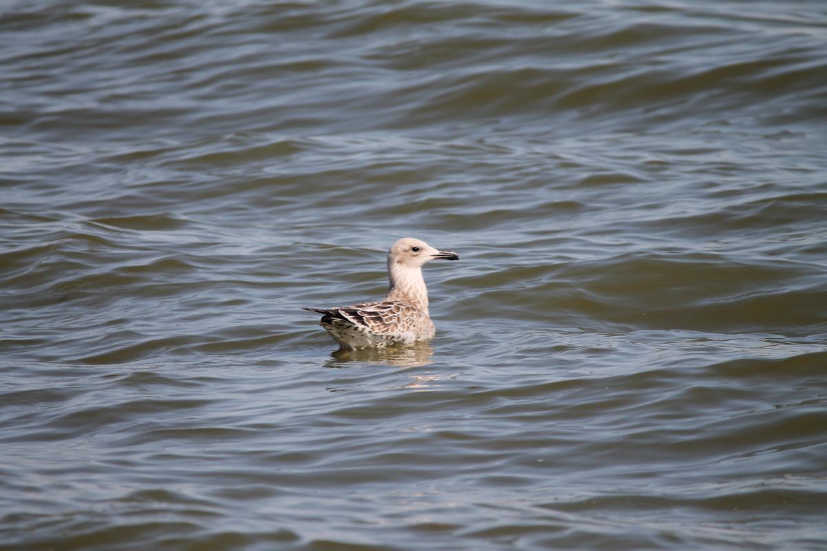 European Herring Gull (Larus argentatus), Taikos gatvė, Nida, Klaipėdos apskritis, Lithuania, 2013-08-17 European Herring Gull (Larus argentatus)