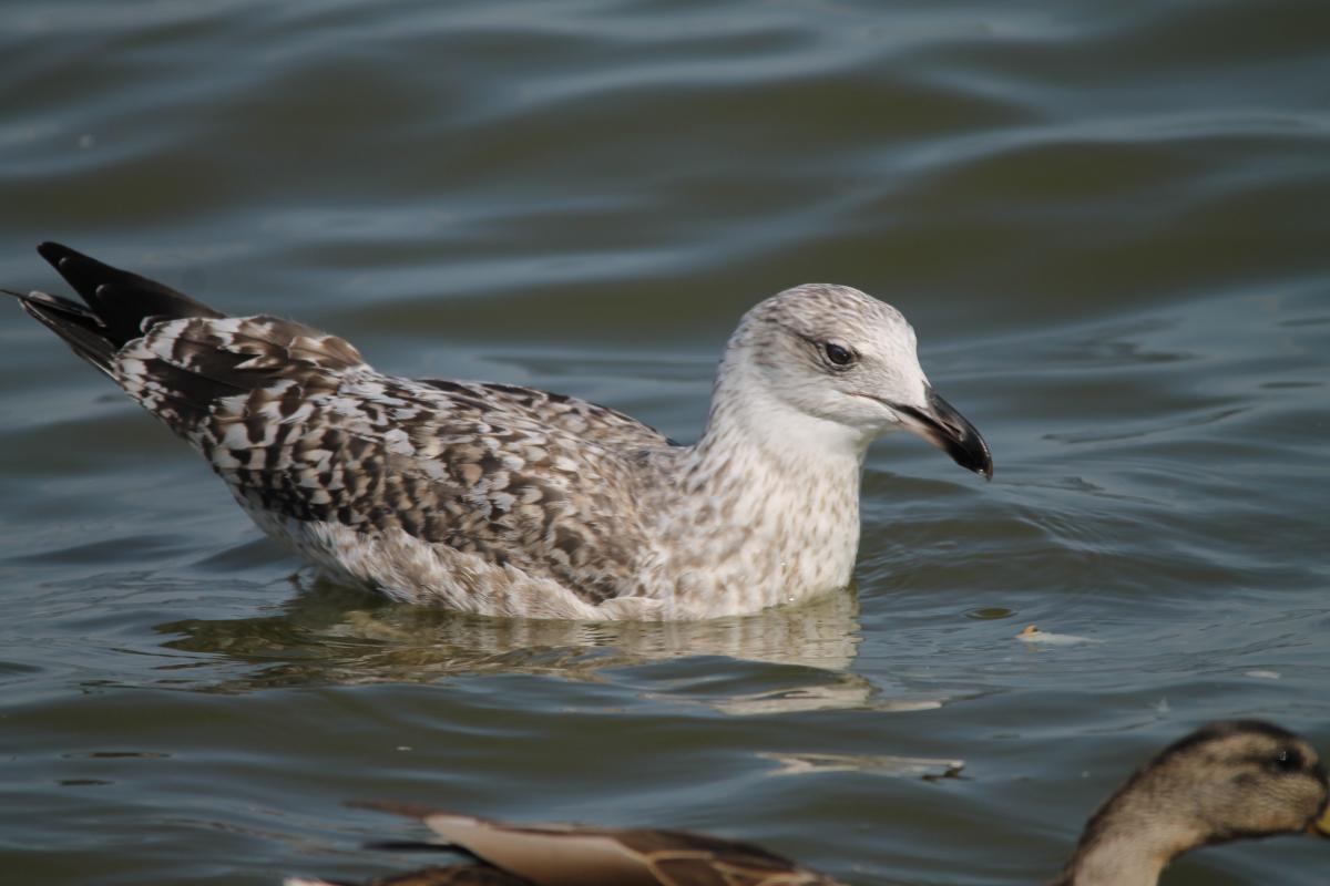European Herring Gull (Larus argentatus), Taikos gatvė, Nida, Klaipėdos apskritis, Lithuania, 2013-08-17 European Herring Gull (Larus argentatus)
