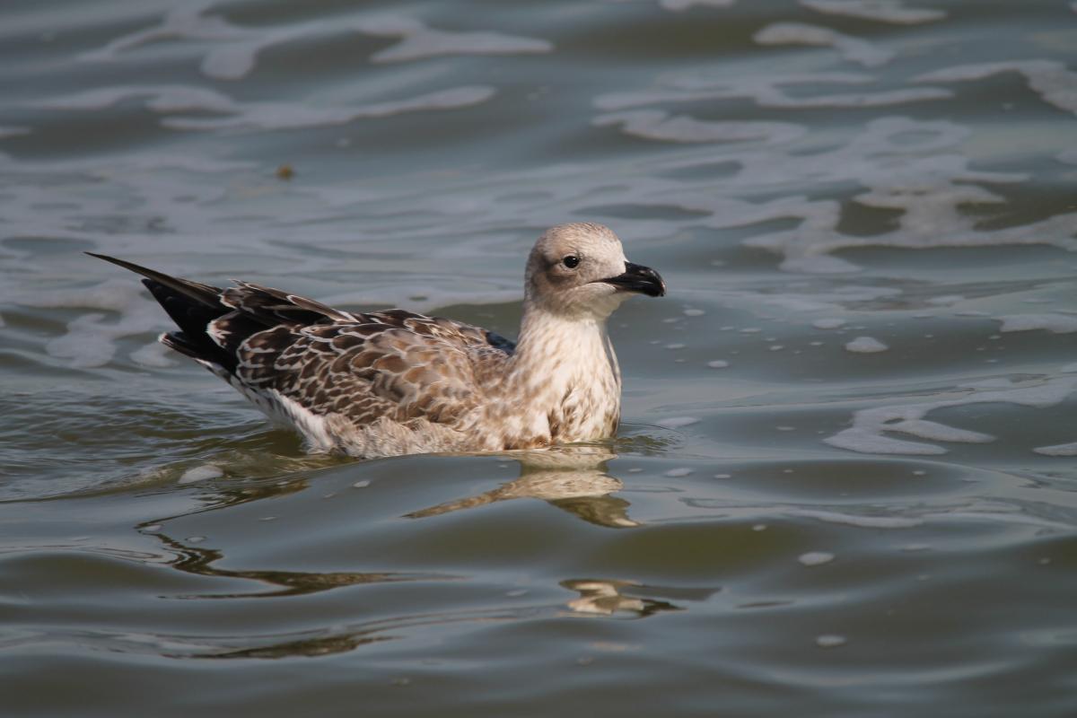 European Herring Gull (Larus argentatus), Taikos gatvė, Nida, Klaipėdos apskritis, Lithuania, 2013-08-17 European Herring Gull (Larus argentatus)