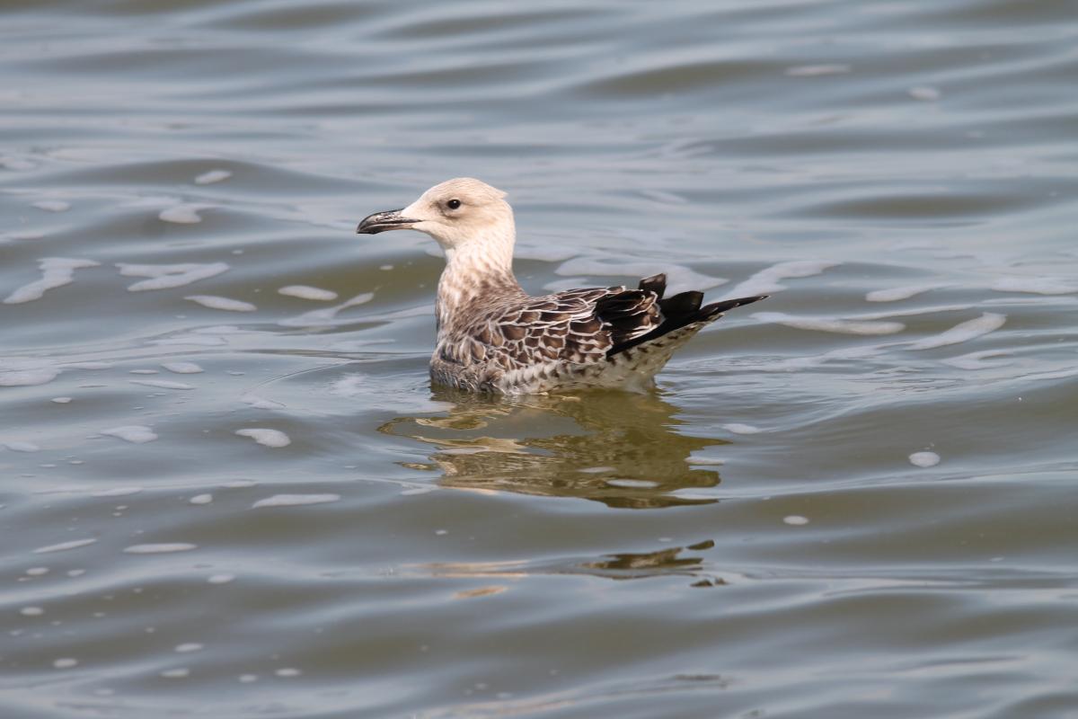 European Herring Gull (Larus argentatus), Taikos gatvė, Nida, Klaipėdos apskritis, Lithuania, 2013-08-17 European Herring Gull (Larus argentatus)