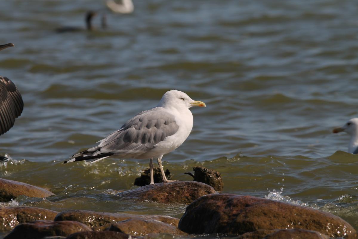 European Herring Gull (Larus argentatus), Taikos gatvė, Nida, Klaipėdos apskritis, Lithuania, 2013-08-17 European Herring Gull (Larus argentatus)