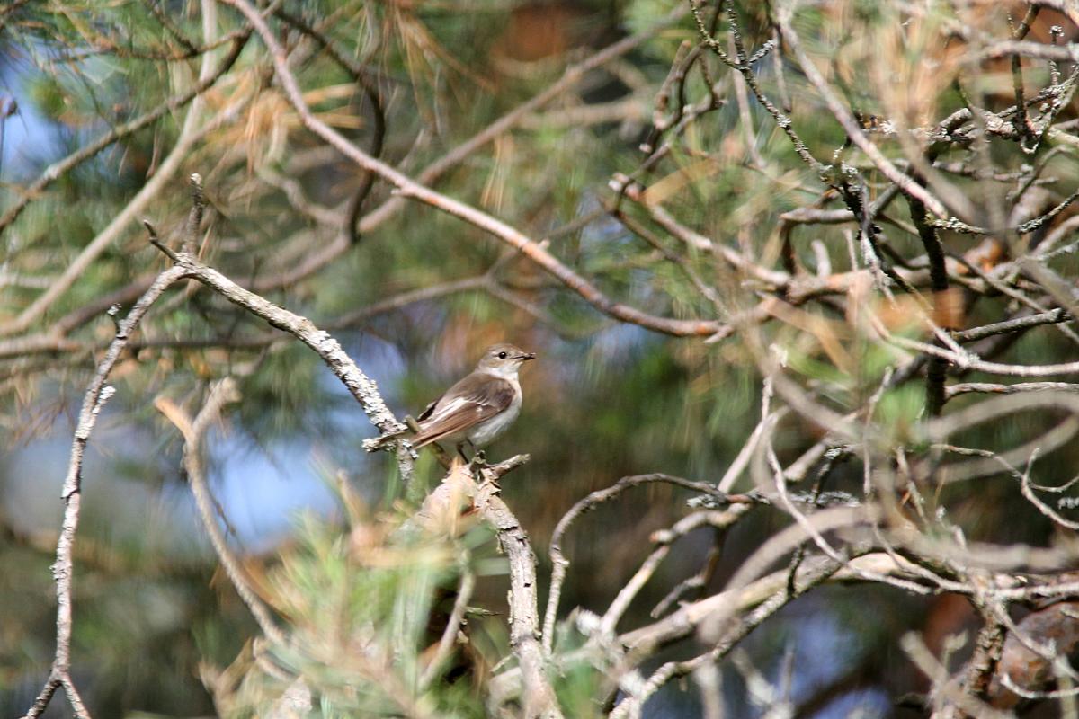 European Pied Flycatcher (Ficedula hypoleuca), Kelias be pavadinimo, Kernavė, Vilnius, Lithuania, 2013-06-15 European Pied Flycatcher (Ficedula hypoleuca)