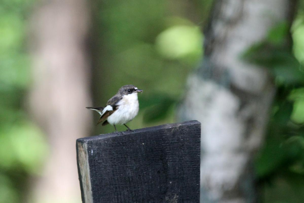 European Pied Flycatcher (Ficedula hypoleuca), Kelias be pavadinimo, Kernavė, Vilnius, Lithuania, 2013-06-15 European Pied Flycatcher (Ficedula hypoleuca)