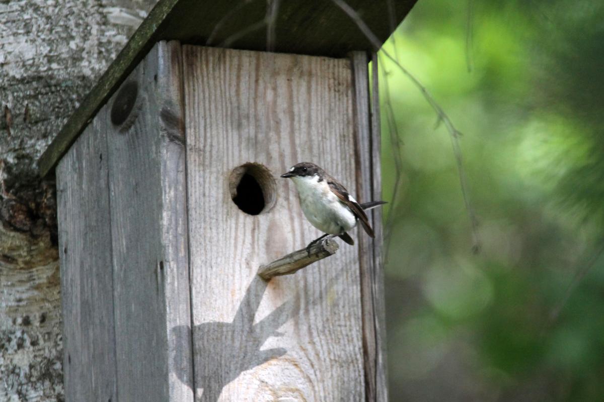 European Pied Flycatcher (Ficedula hypoleuca), Kelias be pavadinimo, Kernavė, Vilnius, Lithuania, 2013-06-15 European Pied Flycatcher (Ficedula hypoleuca)