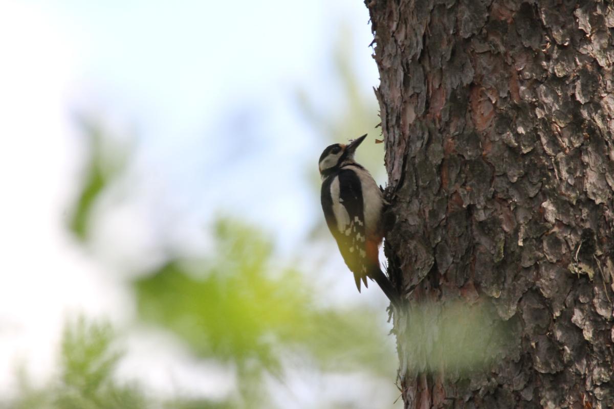 Great Spotted Woodpecker (Dendrocopos major)