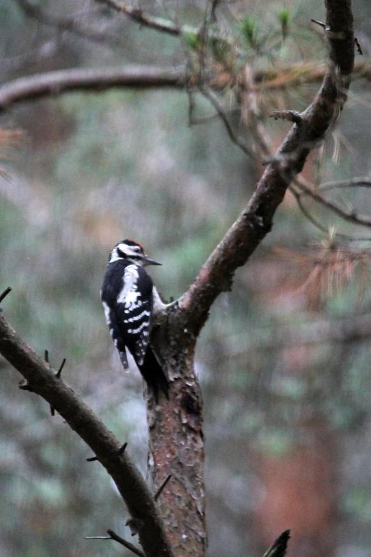 Great Spotted Woodpecker (Dendrocopos major)