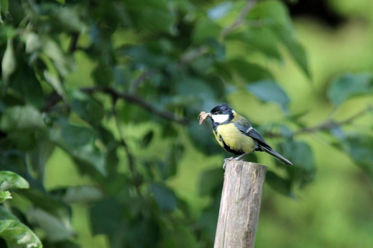 Great Tit (Parus major)