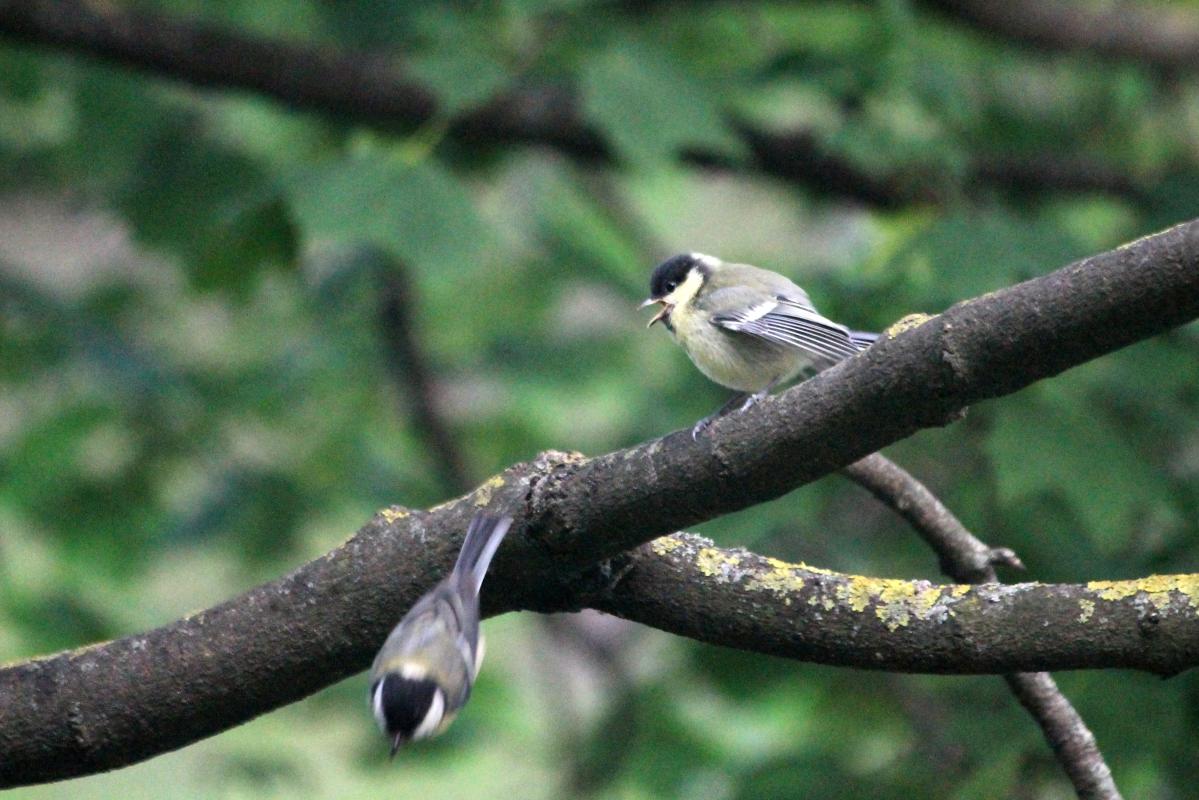 Great Tit (Parus major)