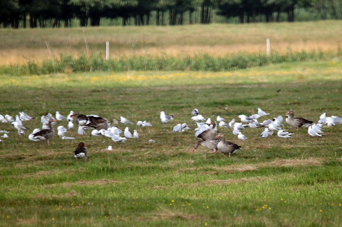Greylag goose (Anser anser)