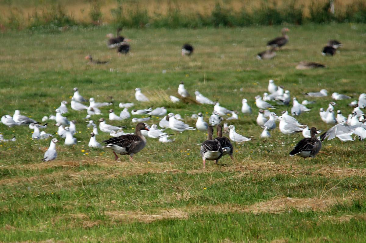 Greylag goose (Anser anser)