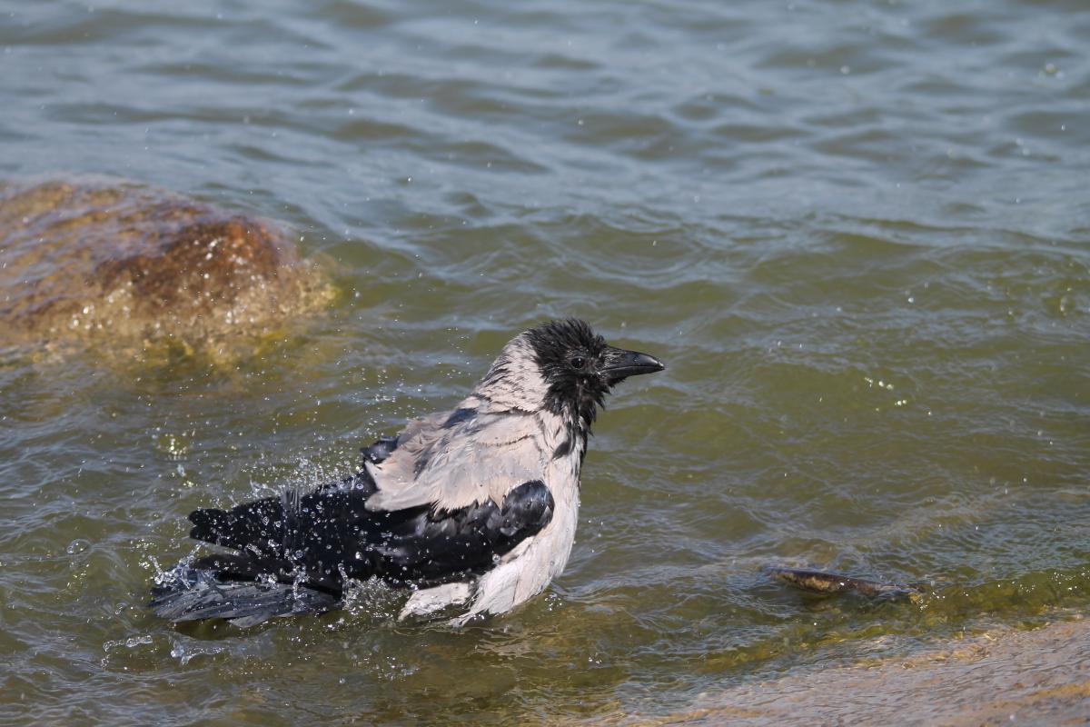 Hooded Crow (Corvus cornix)