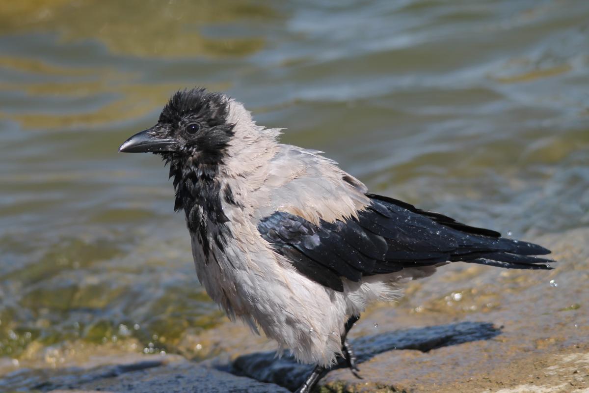 Hooded Crow (Corvus cornix)