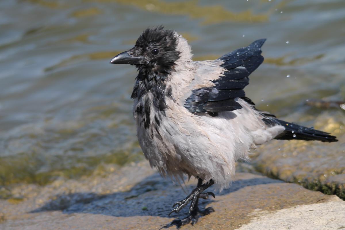 Hooded Crow (Corvus cornix)