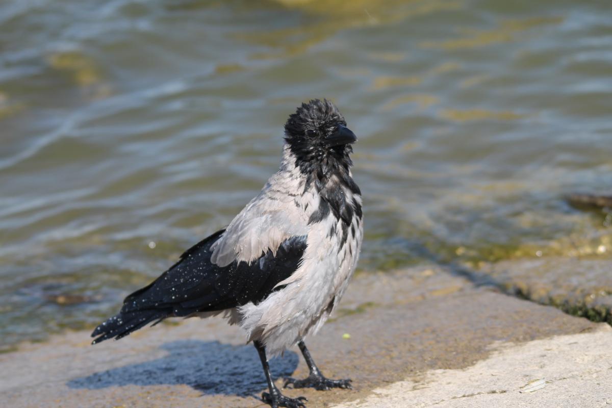 Hooded Crow (Corvus cornix)