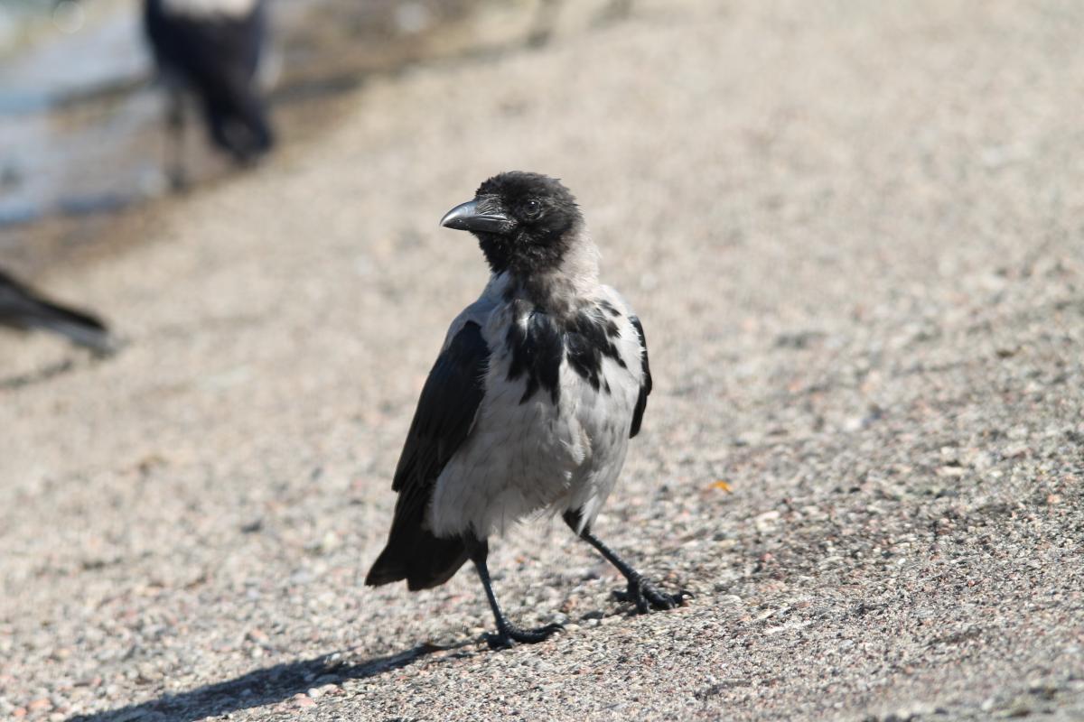 Hooded Crow (Corvus cornix)