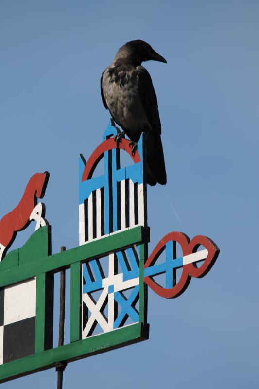 Hooded Crow (Corvus cornix)