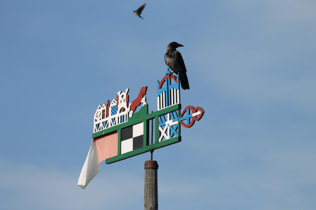 Hooded Crow (Corvus cornix)
