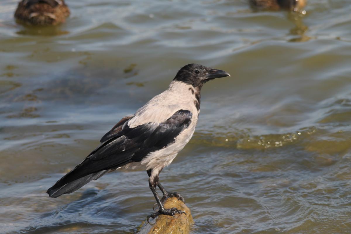 Hooded Crow (Corvus cornix)