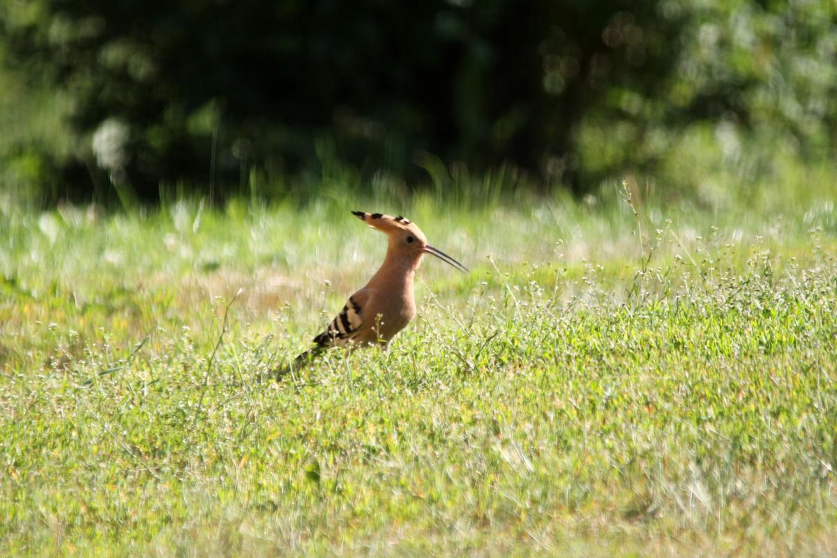 Hoopoe (Upupa epops)