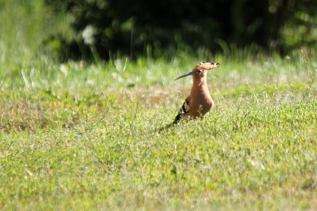 Hoopoe (Upupa epops)