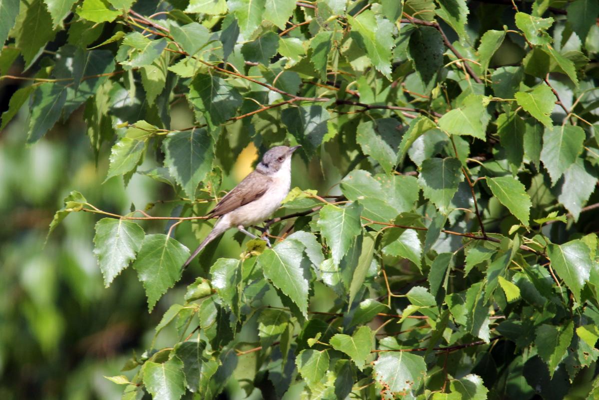 Lesser Whitethroat (Sylvia curruca)