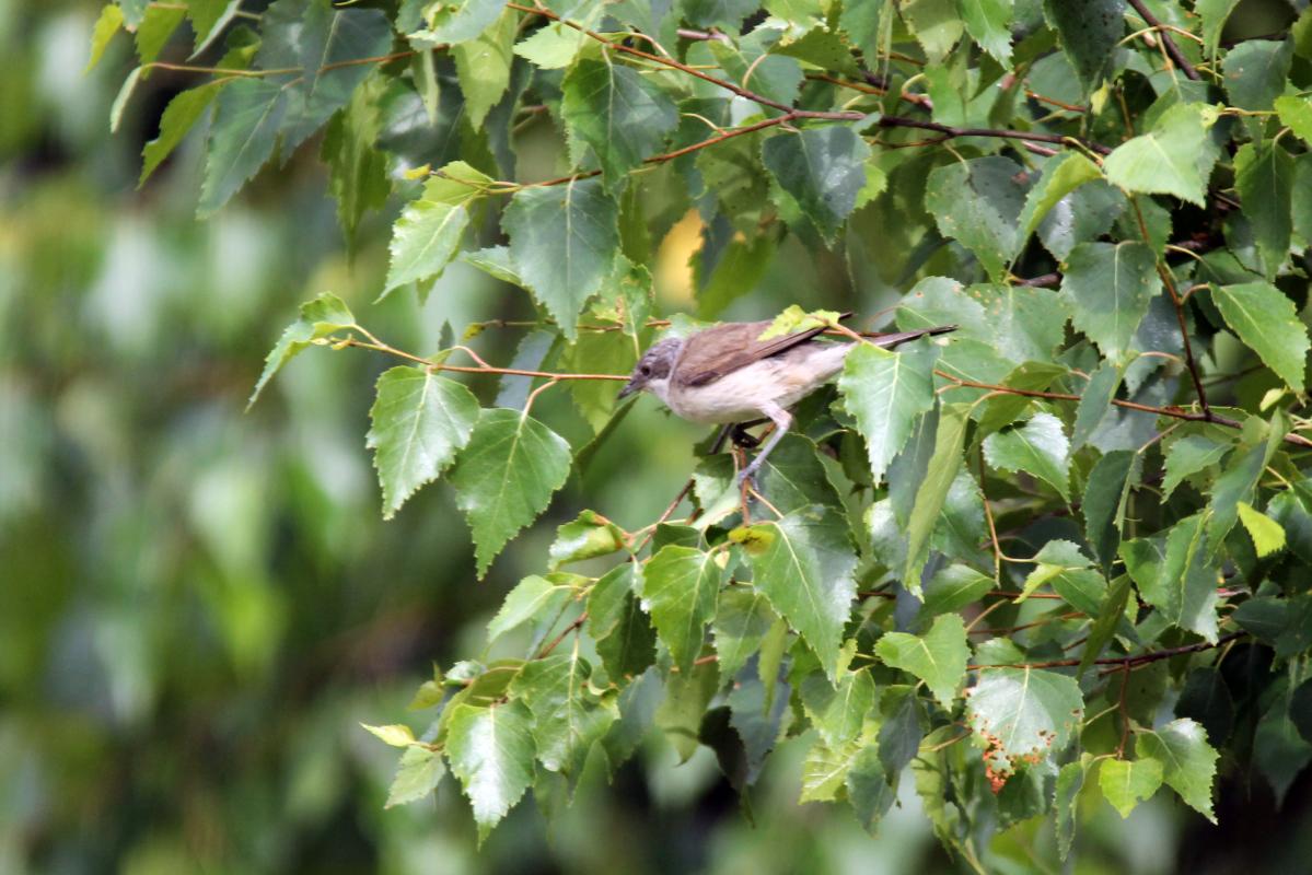 Lesser Whitethroat (Sylvia curruca)