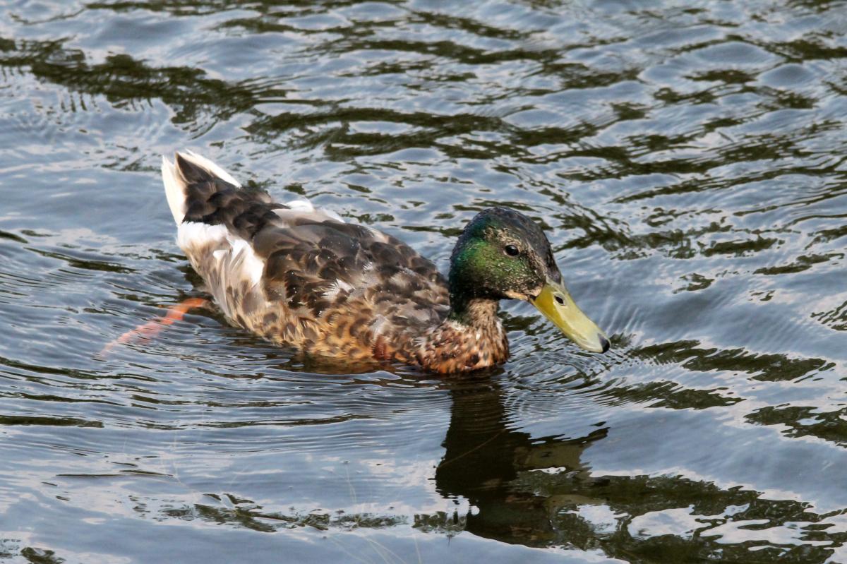 Mallard (Anas platyrhynchos)