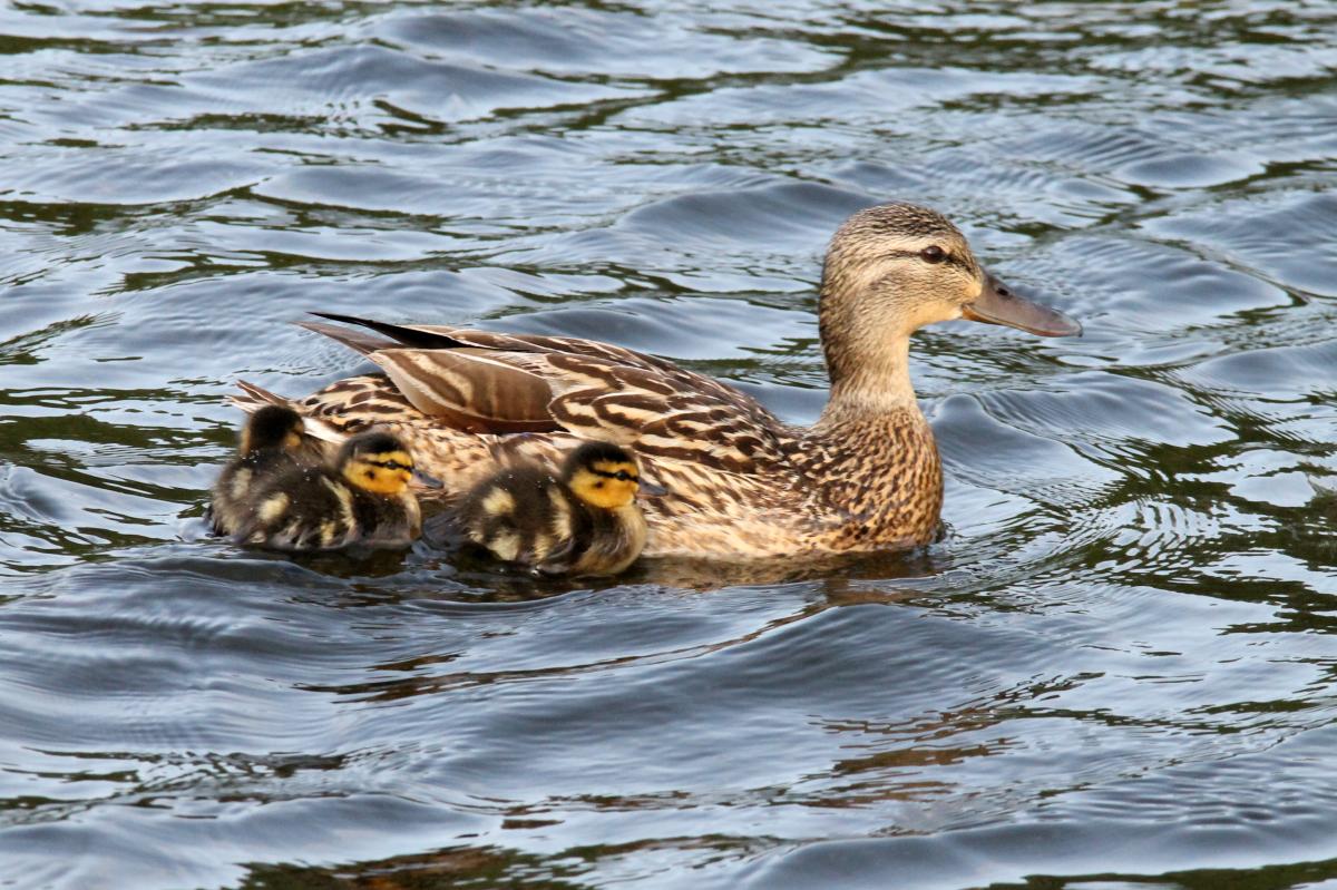 Mallard (Anas platyrhynchos)