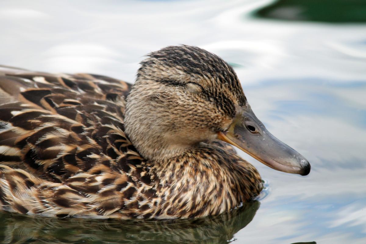 Mallard (Anas platyrhynchos)