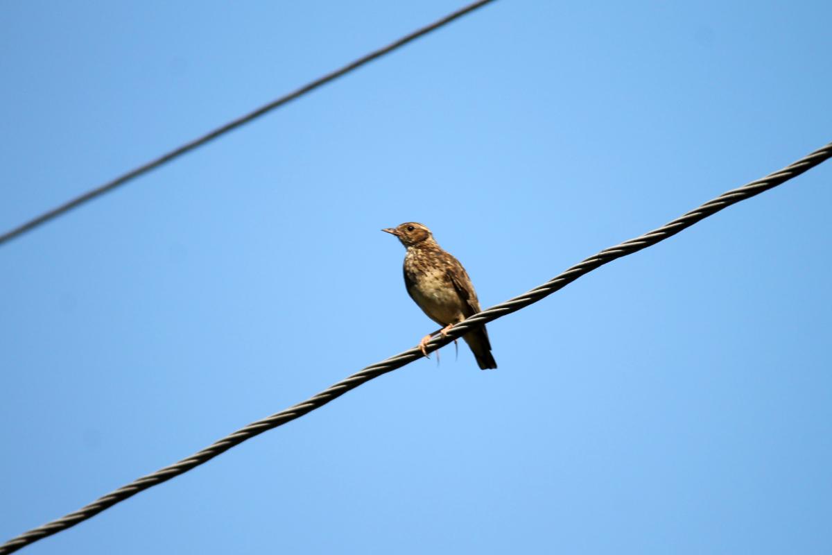 Meadow Pipit (Anthus pratensis), 2518, Vainiūnai, Alytus, Lithuania, 2013-06-23 Meadow Pipit (Anthus pratensis)