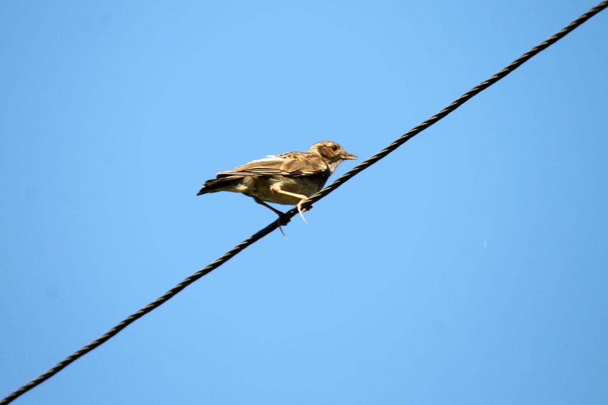 Meadow Pipit (Anthus pratensis), 2518, Vainiūnai, Alytus, Lithuania, 2013-06-23 Meadow Pipit (Anthus pratensis)