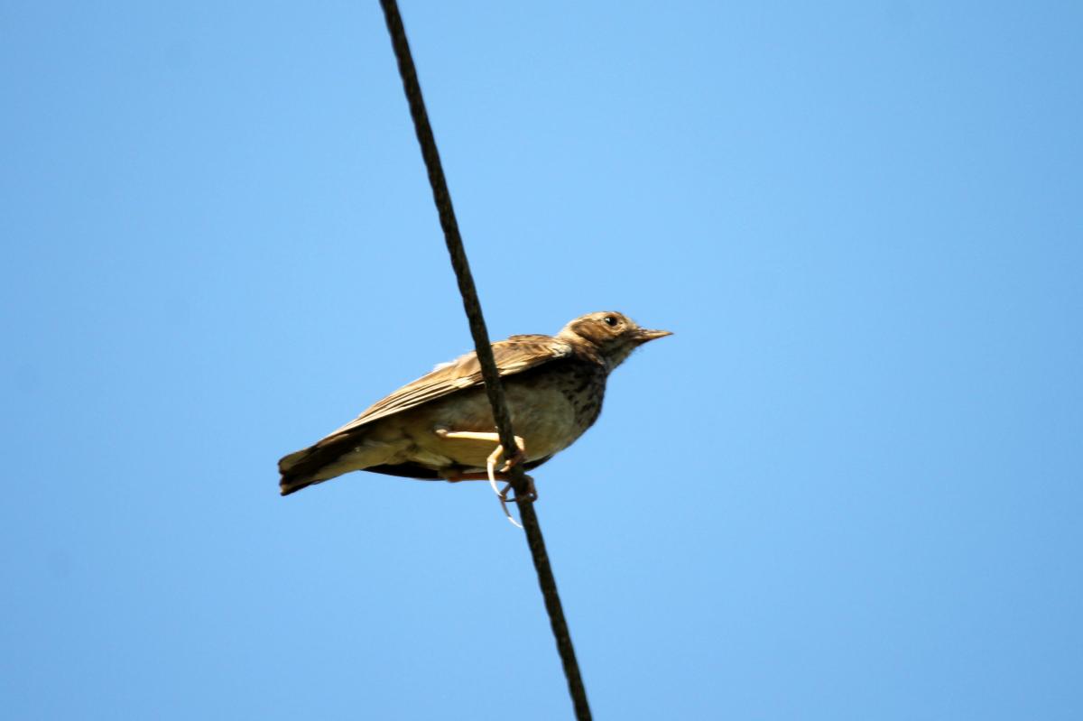Meadow Pipit (Anthus pratensis), 2518, Vainiūnai, Alytus, Lithuania, 2013-06-23 Meadow Pipit (Anthus pratensis)