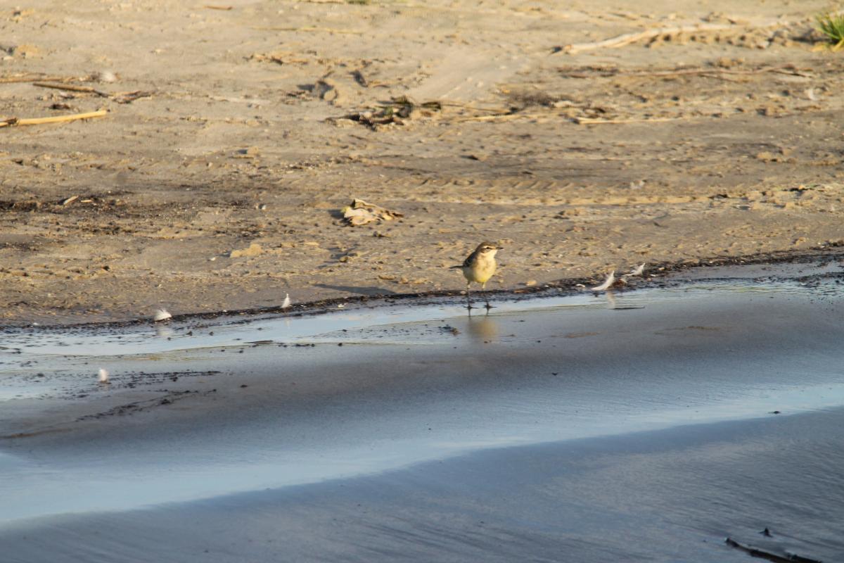 Northern wheatear (Oenanthe oenanthe)