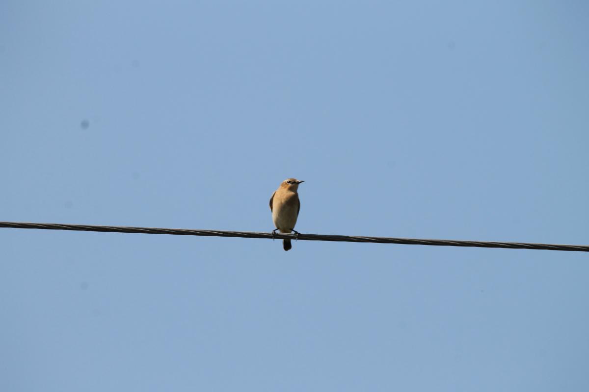 Northern wheatear (Oenanthe oenanthe)