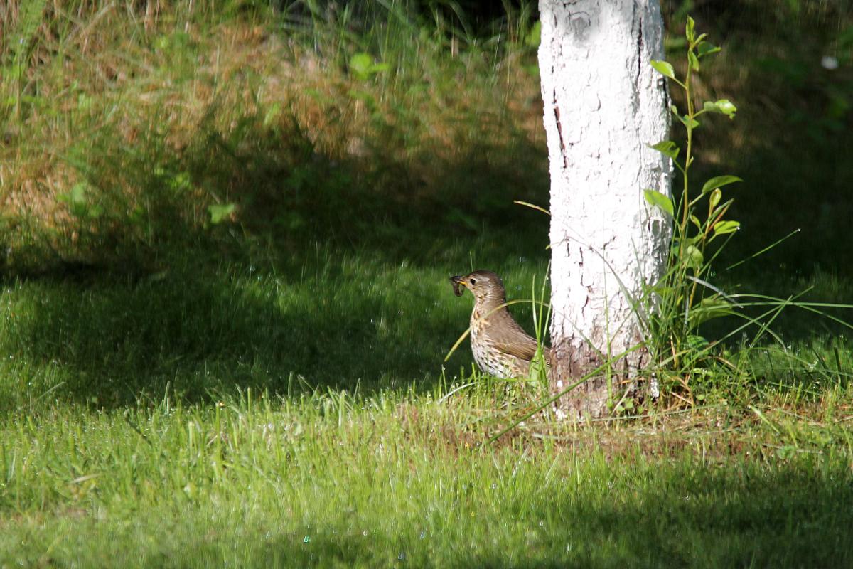 Song Thrush (Turdus philomelos), Kelias be pavadinimo, Kernavė, Vilnius, Lithuania, 2013-06-15 Song Thrush (Turdus philomelos)