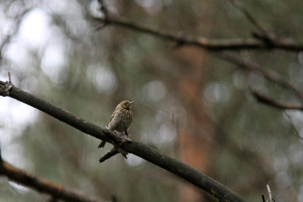 Tree Pipit (Anthus trivialis), Antakalnis, Vilnius, Vilnius, Lithuania, 2013-06-29 Tree Pipit (Anthus trivialis)