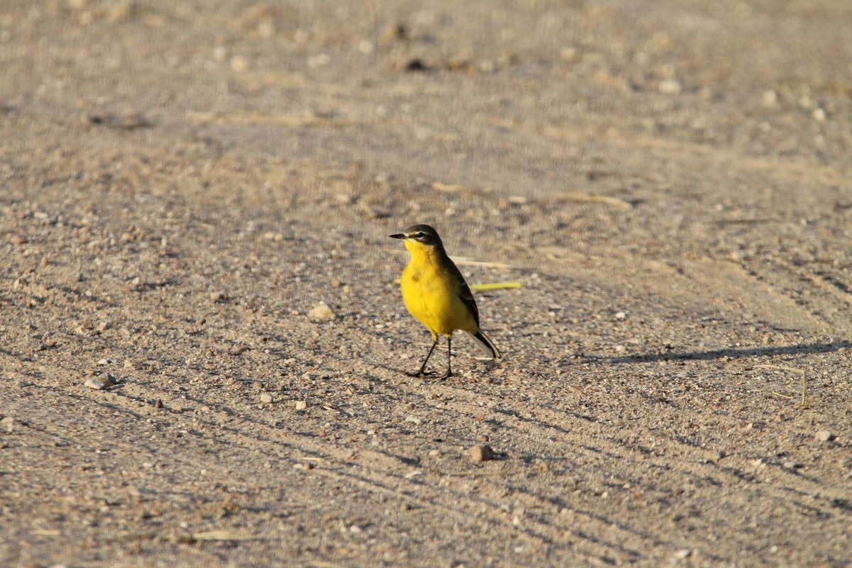 Western Yellow Wagtail (Motacilla flava), 4228, Minija, Klaipėda, Lithuania, 2013-08-17 Western Yellow Wagtail (Motacilla flava)