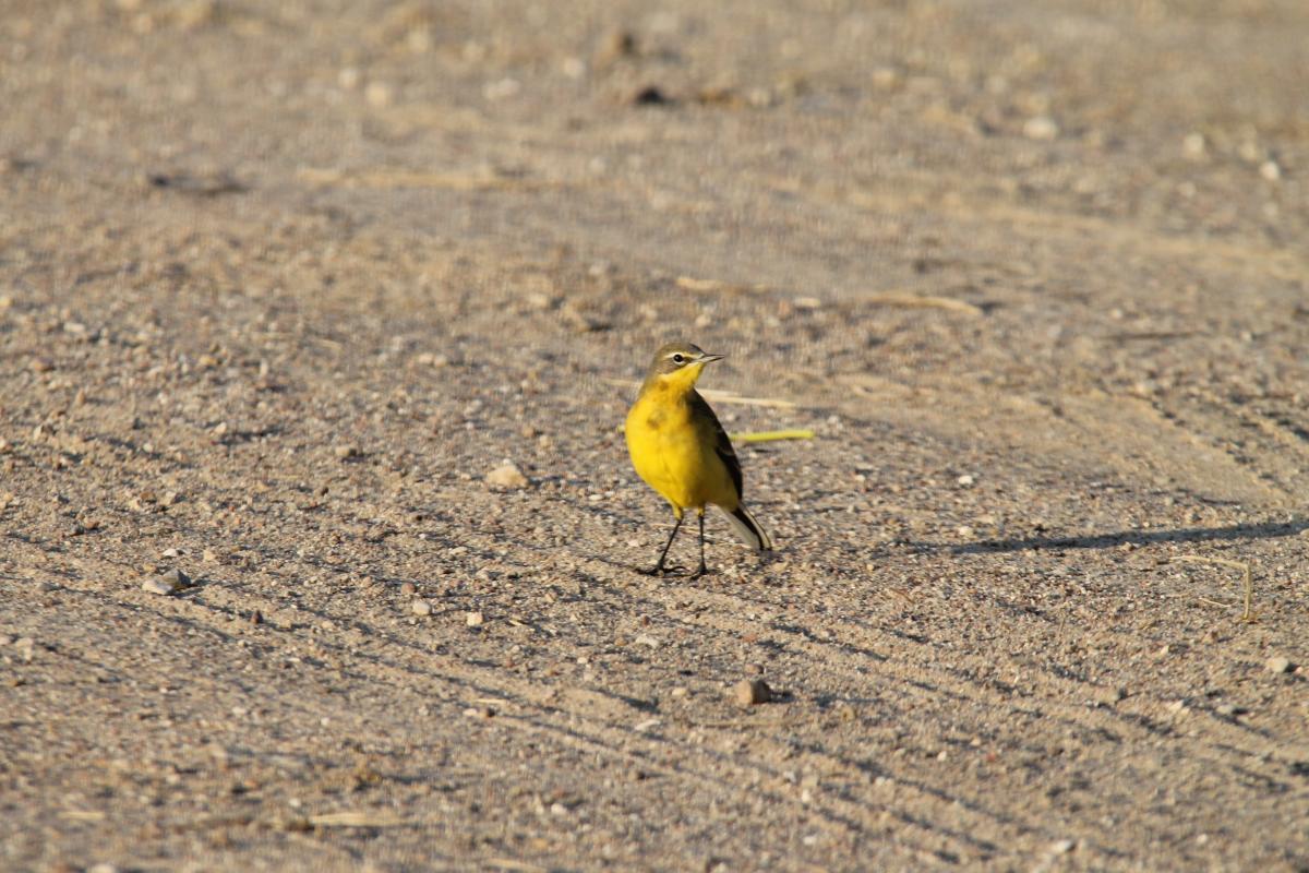 Western Yellow Wagtail (Motacilla flava), 4228, Minija, Klaipėda, Lithuania, 2013-08-17 Western Yellow Wagtail (Motacilla flava)