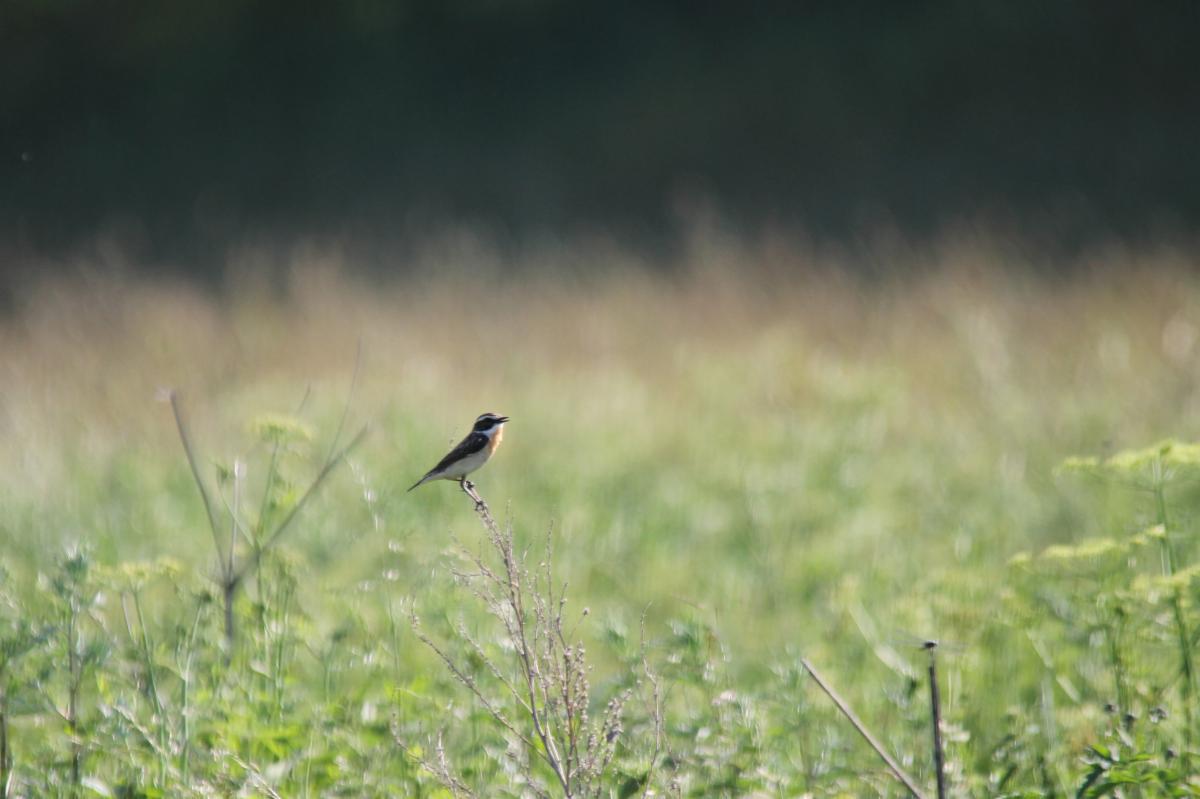 Whinchat (Saxicola rubetra)
