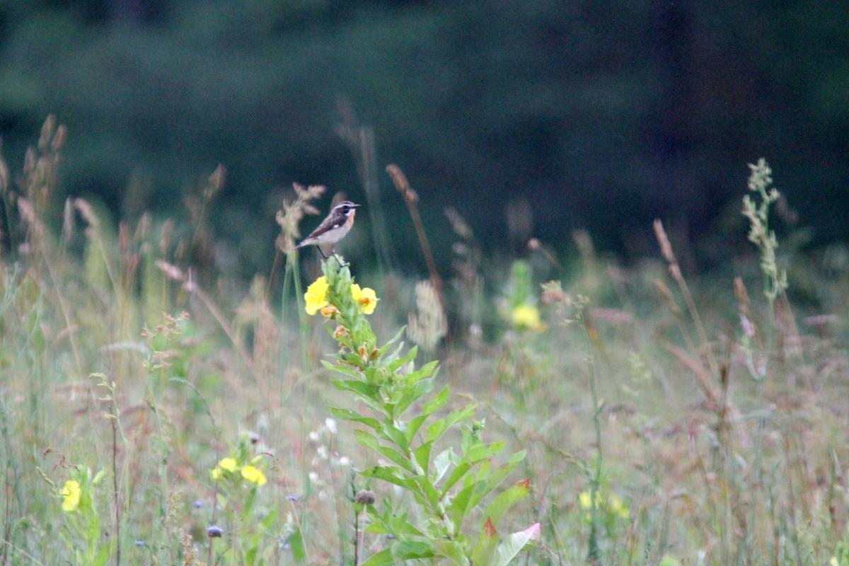 Whinchat (Saxicola rubetra)