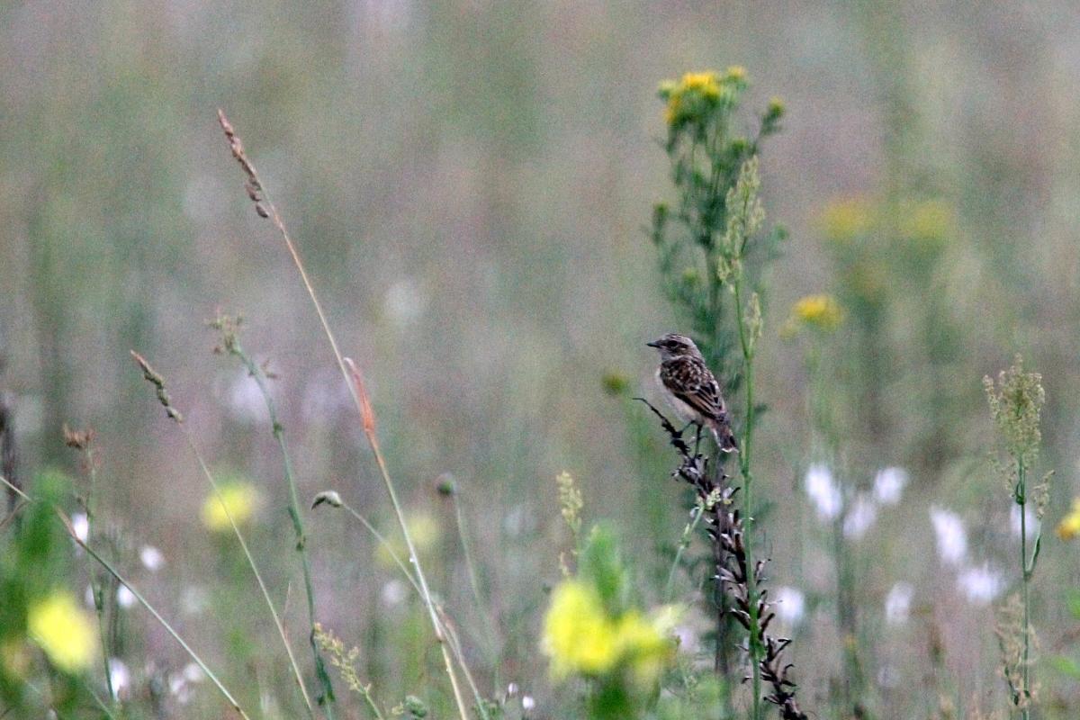 Whinchat (Saxicola rubetra)