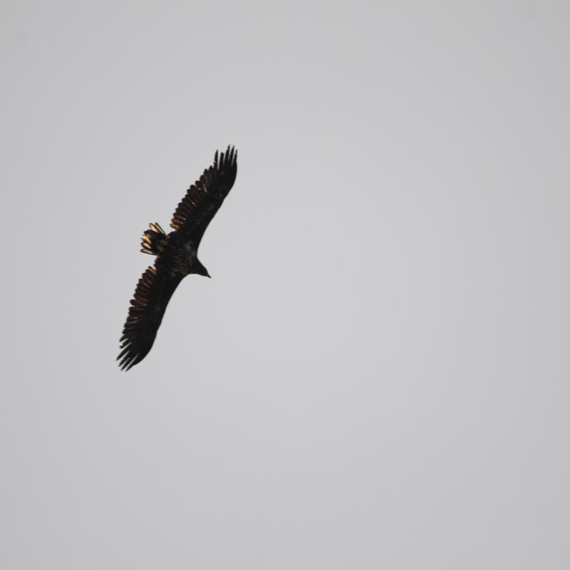 White-tailed Eagle (Haliaeetus albicilla), Uosto gatvė, Kintai, Klaipėda, Lithuania, 2013-07-27 White-tailed Eagle (Haliaeetus albicilla)