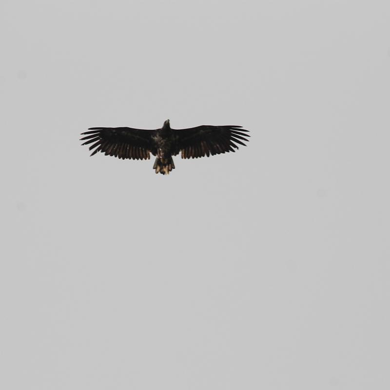 White-tailed Eagle (Haliaeetus albicilla), Uosto gatvė, Kintai, Klaipėda, Lithuania, 2013-07-27 White-tailed Eagle (Haliaeetus albicilla)