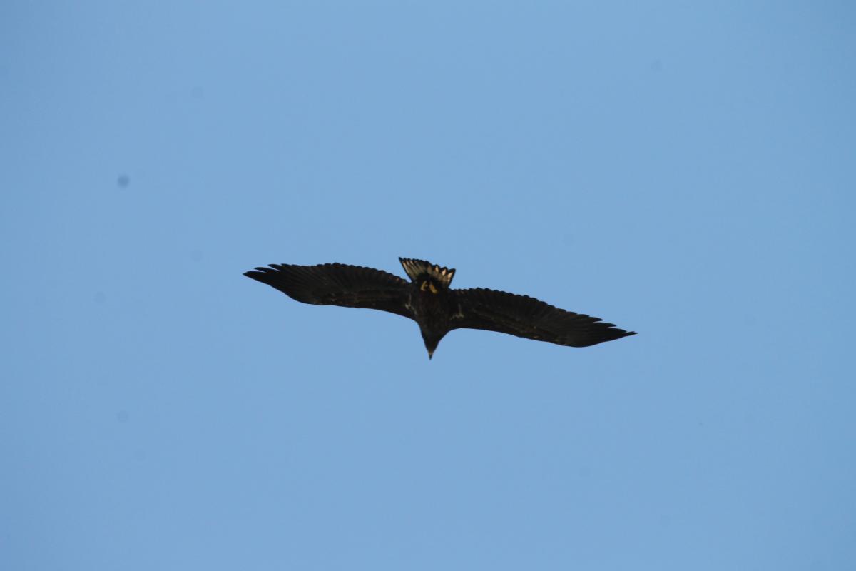 White-tailed Eagle (Haliaeetus albicilla), 4228, Bložiai, Klaipėda, Lithuania, 2013-08-18 White-tailed Eagle (Haliaeetus albicilla)