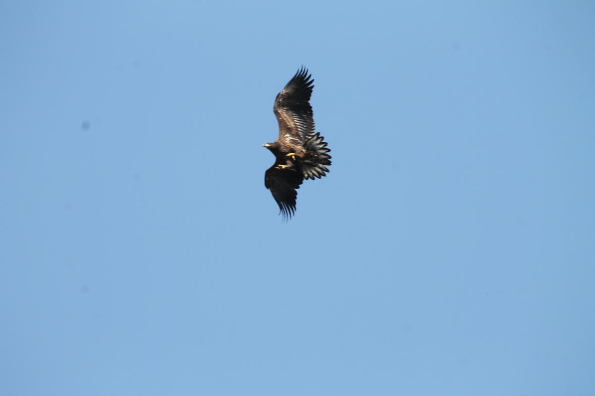 White-tailed Eagle (Haliaeetus albicilla), 4228, Bložiai, Klaipėda, Lithuania, 2013-08-18 White-tailed Eagle (Haliaeetus albicilla)